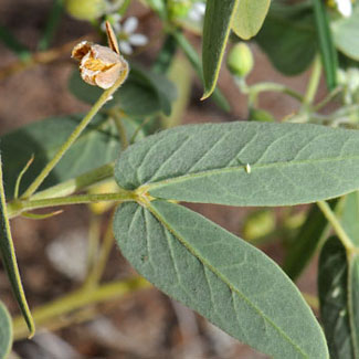 Note leaf; Senna bauhinioides, Twinleaf Senna Senna bauhinioides, Twinleaf Senna